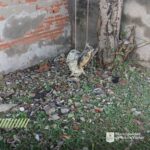 Imperdonable: tenían tortugas atadas y colgadas de un árbol en Puerto Vilelas