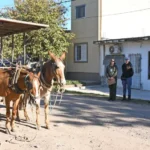 Secuestraron carros y equinos en mal estado de salud, en diferentes controles