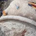 Hallazgo récord en Argentina: descubren el colmillo de mastodonte más grande de Sudamérica