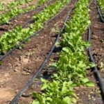 El Gobierno acompaña a productores locales con programas frutihortícolas