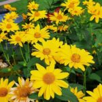 Flores amarillas: el ritual que anuncia la primavera