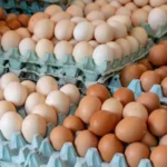 Argentina lidera el consumo mundial de huevos: ¿Cuántos come cada persona por año?