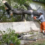Tras el temporal, retiraron más de 30 árboles caídos en Resistencia