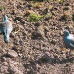 El Chaco habilitó la caza deportiva de palomas: cuáles son las especies permitidas y los cupos