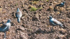 3107palomas-994752