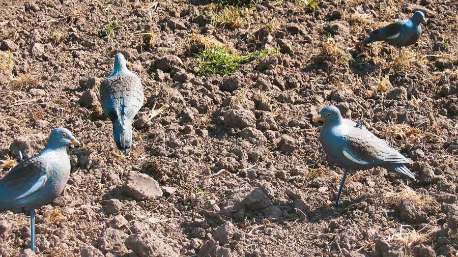 3107palomas-994752