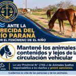 Barranqueras: ante la crecida del Paraná recomiendan cuidar a los animales para evitar accidentes